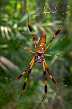 Trichonephila by (c) William J. Deml, some rights reserved (CC BY), uploaded by William J. Deml. Used under a CC-BY license.