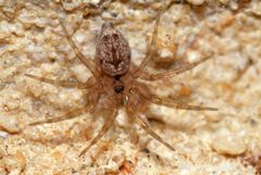 Oecobius by (c) Jean and Fred, some rights reserved (CC BY). Used under a CC-BY license.