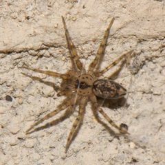 Oecobius navus by (c) Shannon Foreman, some rights reserved (CC BY), uploaded by Shannon Foreman. Used under a CC-BY license.