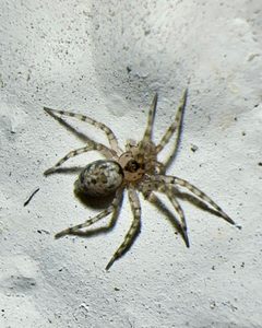 Oecobius navus by (c) Roberto Daniel Avila, some rights reserved (CC BY), uploaded by Roberto Daniel Avila. Used under a CC-BY license.