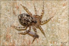 Oecobius navus by (c) RAP, some rights reserved (CC BY), uploaded by RAP. Used under a CC-BY license.