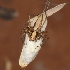 Oxyopes panther by (c) jcowles, some rights reserved (CC BY), uploaded by jcowles. Used under a CC-BY license.