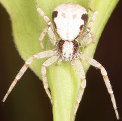Philodromus marxi by (c) skitterbug, some rights reserved (CC BY), uploaded by skitterbug. Used under a CC-BY license.