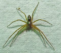 Philodromus marxi by (c) David Dodd, some rights reserved (CC BY), uploaded by David Dodd. Used under a CC-BY license.