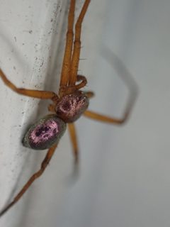 Philodromus marxi by (c) John Abrams, some rights reserved (CC BY), uploaded by John Abrams. Used under a CC-BY license.