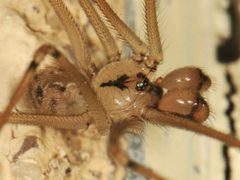 Physocyclus enaulus by (c) Elliott Gordon, some rights reserved (CC BY), uploaded by Elliott Gordon. Used under a CC-BY license.