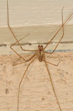 Physocyclus enaulus by (c) Elliott Gordon, some rights reserved (CC BY), uploaded by Elliott Gordon. Used under a CC-BY license.