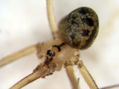 Psilochorus utahensis by (c) Jason Eckberg, some rights reserved (CC BY), uploaded by Jason Eckberg. Used under a CC-BY license.