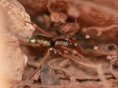 Phrurotimpus borealis by (c) Toby, some rights reserved (CC BY), uploaded by Toby. Used under a CC-BY license.