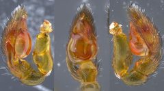 Phrurotimpus borealis by (c) Toby, some rights reserved (CC BY), uploaded by Toby. Used under a CC-BY license.