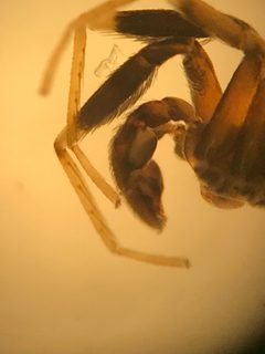 Phrurotimpus borealis by (c) Jared Shorma, some rights reserved (CC BY), uploaded by Jared Shorma. Used under a CC-BY license.
