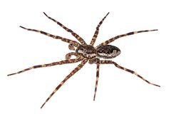 Dolomedes tenebrosus by (c) Christian Back, some rights reserved (CC BY), uploaded by Christian Back. Used under a CC-BY license.
