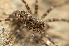 Dolomedes tenebrosus by (c) Zachary Dankowicz, some rights reserved (CC BY), uploaded by Zachary Dankowicz. Used under a CC-BY license.