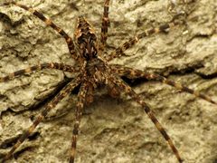 Dolomedes tenebrosus by (c) Katja Schulz, some rights reserved (CC BY). Used under a CC-BY license.