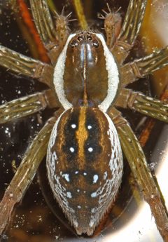 Dolomedes triton by (c) Judy Gallagher, some rights reserved (CC BY). Used under a CC-BY license.