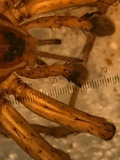 Dolomedes triton by (c) Jared Shorma, some rights reserved (CC BY), uploaded by Jared Shorma. Used under a CC-BY license.