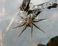 Dolomedes triton by (c) Benny Mazur, some rights reserved (CC BY). Used under a CC-BY license.