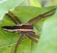 Pisaurina brevipes by (c) drnancyjackson, some rights reserved (CC BY). Used under a CC-BY license.