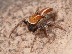 Attinella dorsata by (c) Toby, some rights reserved (CC BY), uploaded by Toby. Used under a CC-BY license.