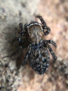 Attinella dorsata by (c) Jared Shorma, some rights reserved (CC BY), uploaded by Jared Shorma. Used under a CC-BY license.