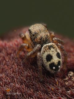 Habronattus borealis by (c) Thilina Hettiarachchi, some rights reserved (CC BY), uploaded by Thilina Hettiarachchi. Used under a CC-BY license.