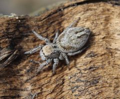 Habronattus festus by (c) Rebecca Ray, some rights reserved (CC BY), uploaded by Rebecca Ray. Used under a CC-BY license.