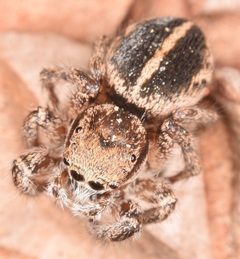 Habronattus orbus by (c) skitterbug, some rights reserved (CC BY), uploaded by skitterbug. Used under a CC-BY license.