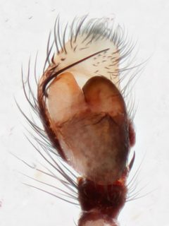 Hentzia palmarum by no rights reserved, uploaded by Zygy. Used under a CC0 license.