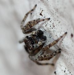 Mexigonus minutus by (c) Even Dankowicz, some rights reserved (CC BY), uploaded by Even Dankowicz. Used under a CC-BY license.
