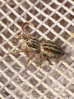 Pelegrina arizonensis by (c) gonodactylus, some rights reserved (CC BY), uploaded by gonodactylus. Used under a CC-BY license.