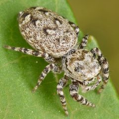 Pelegrina galathea by (c) skitterbug, some rights reserved (CC BY), uploaded by skitterbug. Used under a CC-BY license.