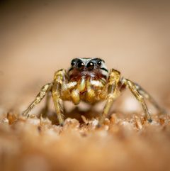 Pelegrina pervaga by (c) Justin Williams, some rights reserved (CC BY), uploaded by Justin Williams. Used under a CC-BY license.