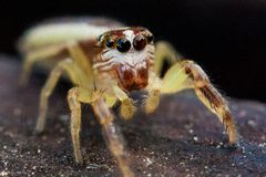 Phanias harfordi by (c) Ken-ichi Ueda, some rights reserved (CC BY), uploaded by Ken-ichi Ueda. Used under a CC-BY license.