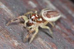 Phanias harfordi by (c) Ken-ichi Ueda, some rights reserved (CC BY), uploaded by Ken-ichi Ueda. Used under a CC-BY license.