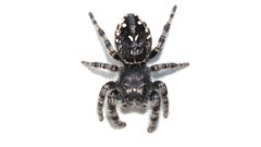 Phidippus borealis by (c) Dan MacNeal, some rights reserved (CC BY), uploaded by Dan MacNeal. Used under a CC-BY license.