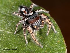Phidippus putnami by (c) jcowles, some rights reserved (CC BY), uploaded by jcowles. Used under a CC-BY license.