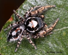Phidippus putnami by (c) jcowles, some rights reserved (CC BY), uploaded by jcowles. Used under a CC-BY license.