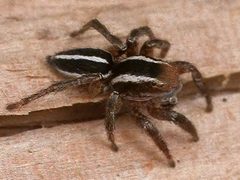 Phlegra hentzi by (c) Natural History Services, some rights reserved (CC BY). Used under a CC-BY license.