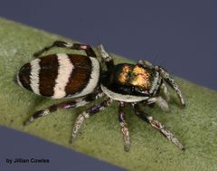 Salticus palpalis by (c) jcowles, some rights reserved (CC BY), uploaded by jcowles. Used under a CC-BY license.