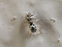 Salticus scenicus by (c) Tyler Bishop, some rights reserved (CC BY), uploaded by Tyler Bishop. Used under a CC-BY license.