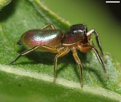 Tutelina elegans by (c) David Hill, some rights reserved (CC BY). Used under a CC-BY license.