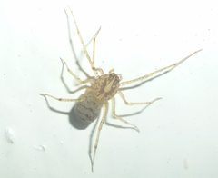 Scytodes alayoi by (c) Even Dankowicz, some rights reserved (CC BY), uploaded by Even Dankowicz. Used under a CC-BY license.