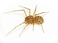 Scytodes by (c) Martin Cooper, some rights reserved (CC BY). Used under a CC-BY license.