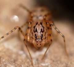 Scytodes by (c) Toby, some rights reserved (CC BY), uploaded by Toby. Used under a CC-BY license.