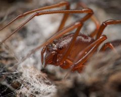 Scytodes by (c) Reynante Martinez, some rights reserved (CC BY), uploaded by Reynante Martinez. Used under a CC-BY license.
