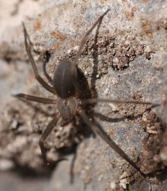 Loxosceles apachea by (c) Andrew Meeds, some rights reserved (CC BY), uploaded by Andrew Meeds. Used under a CC-BY license.