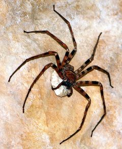 Heteropoda by (c) Petra & Wilfried, some rights reserved (CC BY). Used under a CC-BY license.