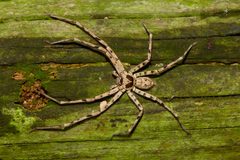 Heteropoda by (c) Cheng-Tao Lin, some rights reserved (CC BY), uploaded by Cheng-Tao Lin. Used under a CC-BY license.