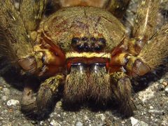 Heteropoda venatoria by (c) Samuele Papeschi, some rights reserved (CC BY), uploaded by Samuele Papeschi. Used under a CC-BY license.
