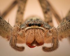 Heteropoda venatoria by (c) Reynante Martinez, some rights reserved (CC BY), uploaded by Reynante Martinez. Used under a CC-BY license.